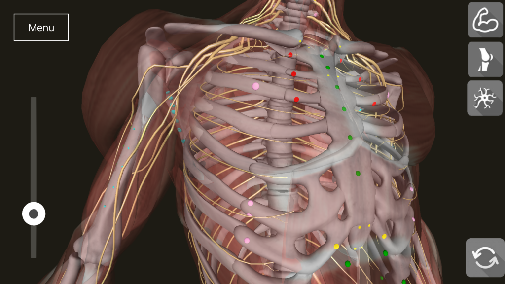 Counterstrain Chains Fascial Counterstrain